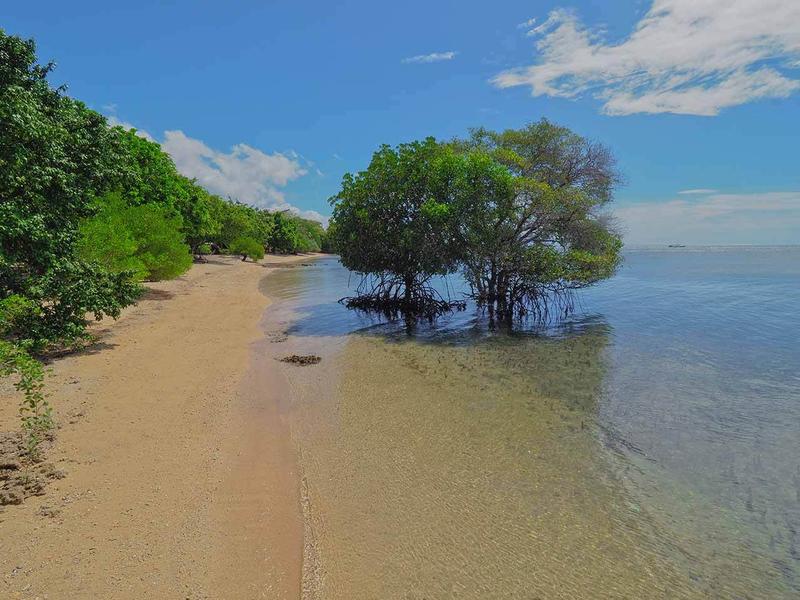 Menjangan surrounding mangrove