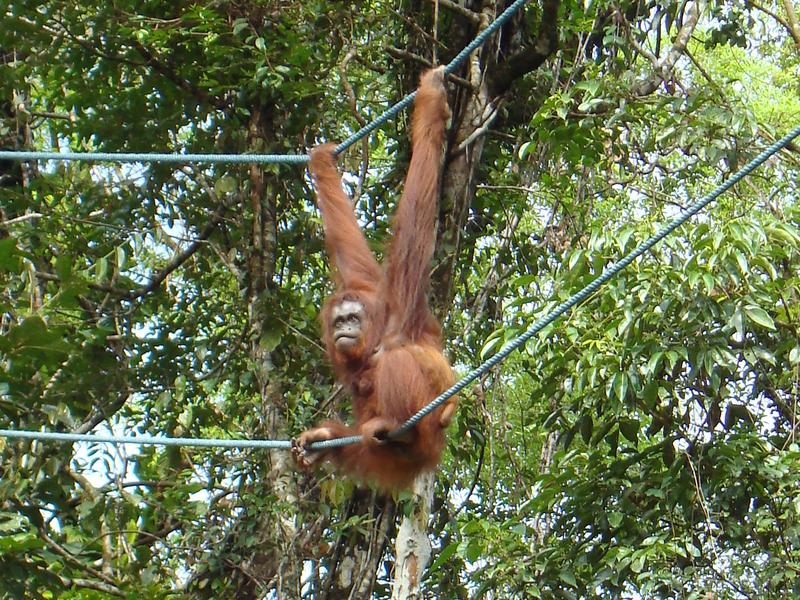 Orangutan Kuching