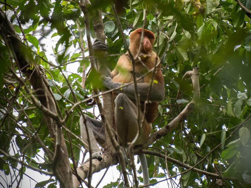 proboscis monkey, bako national park