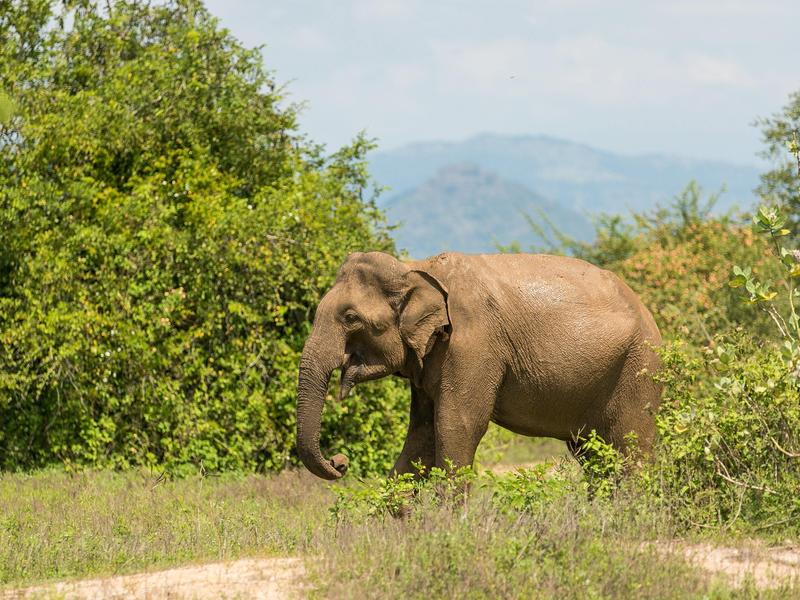 Elephant in Udawalawe National Park Sri Lanka