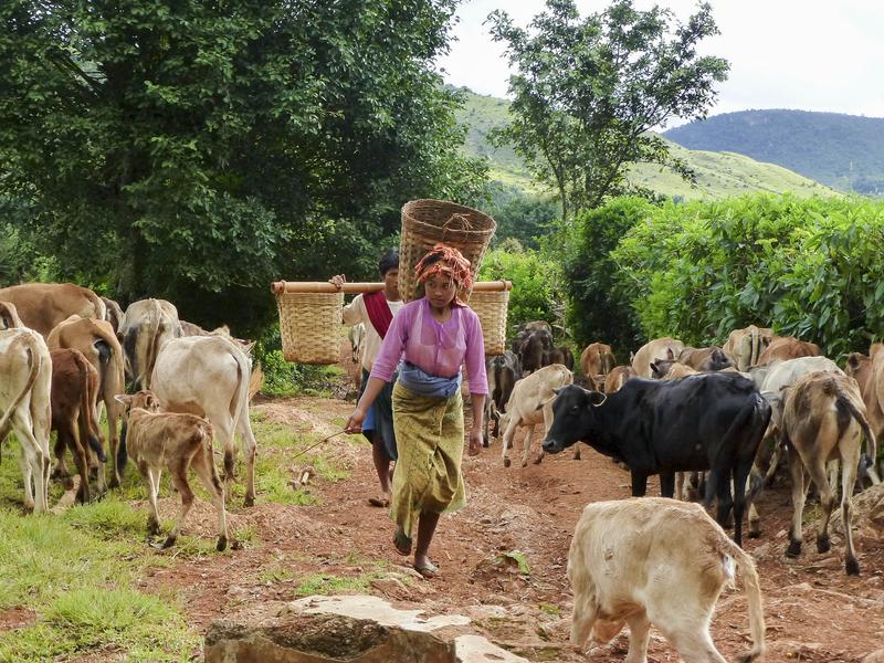 lady and cows in myanmar