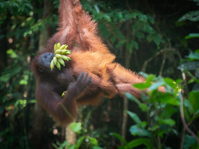 Orangutan with bananas in mouth