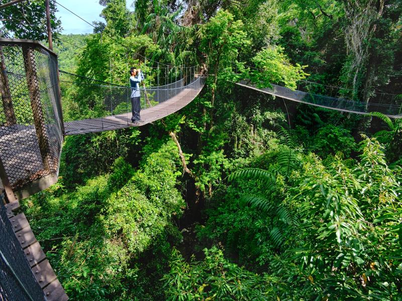 Man on canopy walkway in jungle