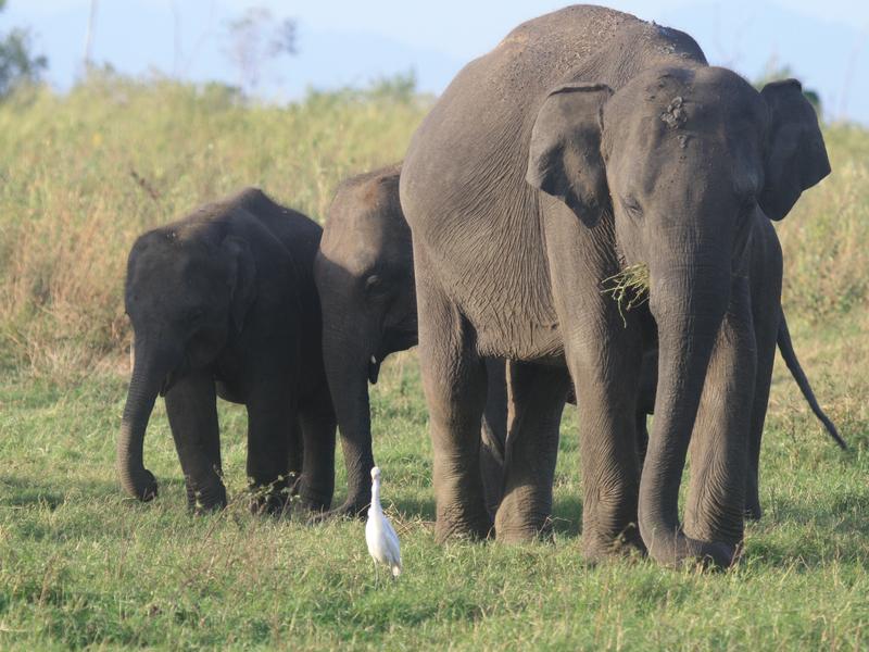 Elephants in Gal Oya