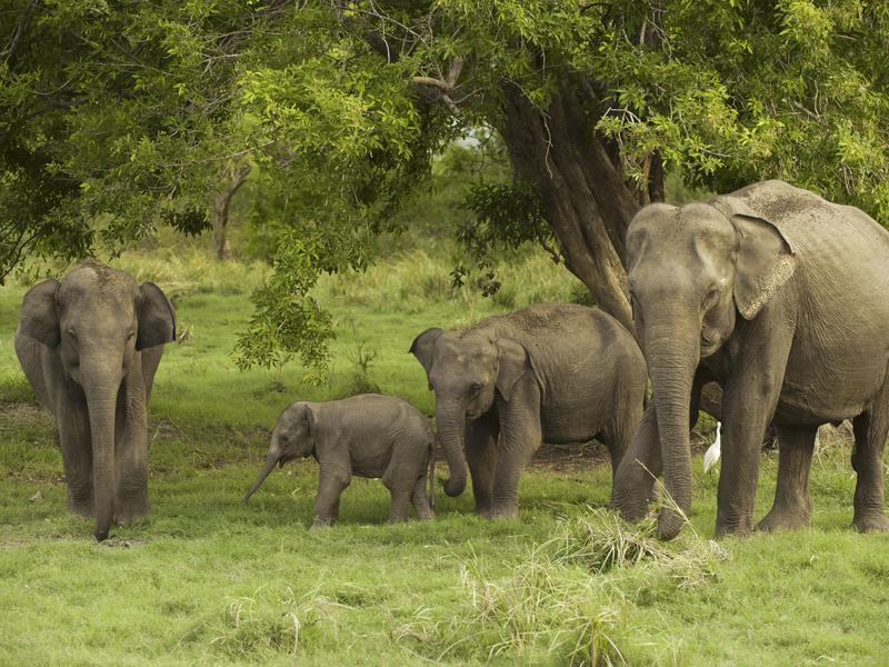 Elephants in Minneriya National Park