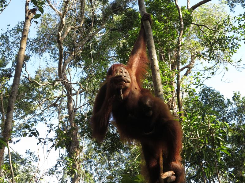 Orangutan on tree