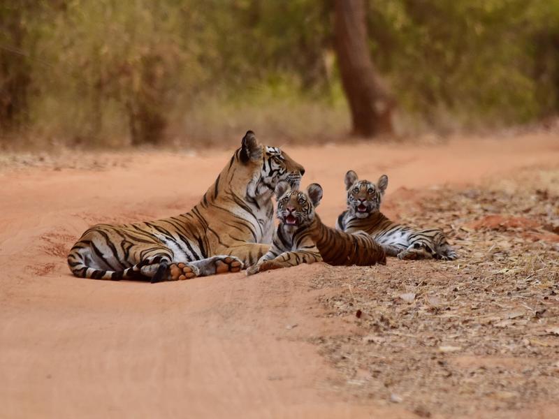 Tiger mum and cubs