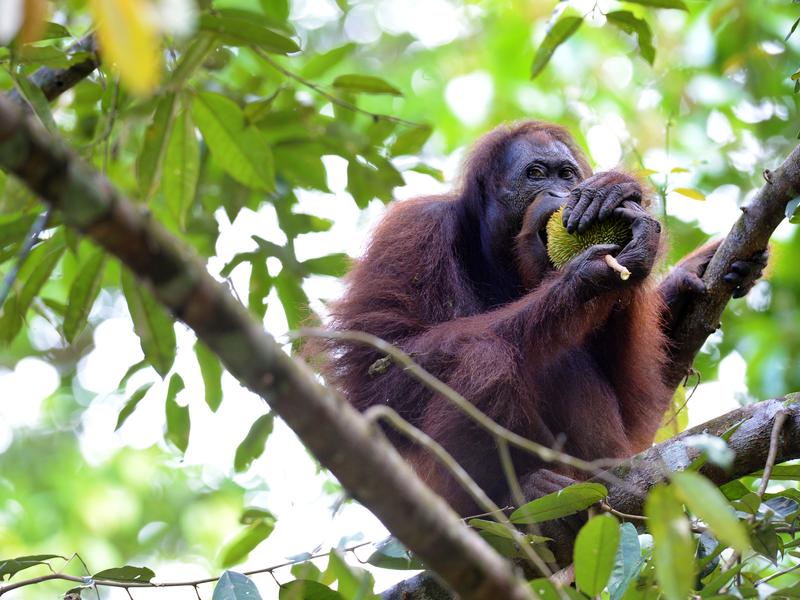 Orangutan Sepilok Sanctuary