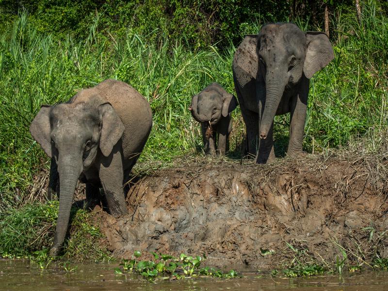 Elephants by the Kinabatangan river