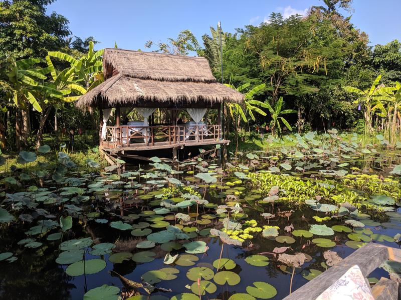 Lily pond at Maisons Wat Kor