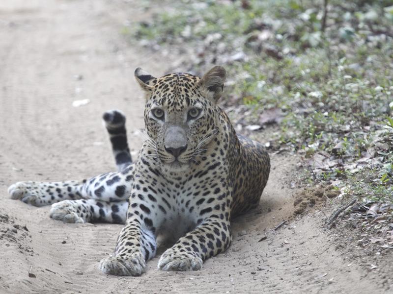Leopard on the trail