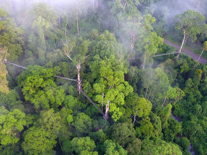 View from above of jungle with mist
