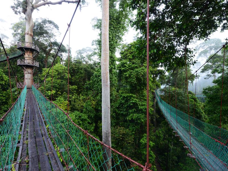 Canopy walkways over the jungle