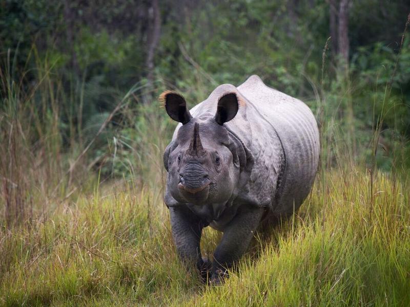 Rhino in natural habitat