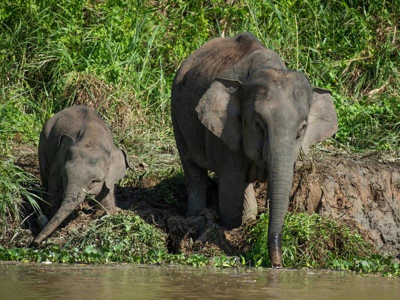 Elephants on the Kinabatangan River