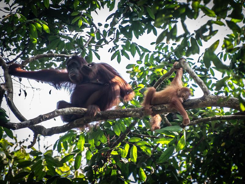 Orangutans hanging from a tree