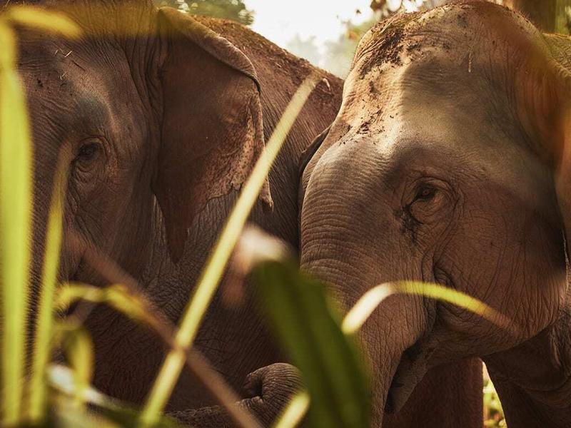 Two elephants at Anantara Golden Triangle Elephant Camp