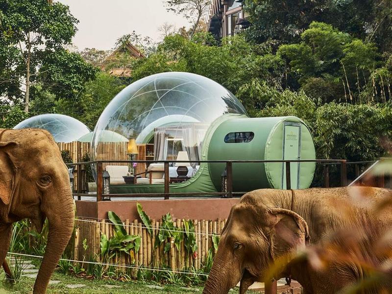 Jungle bubble at Anantara Golden Triangle Elephant Camp with two elephants