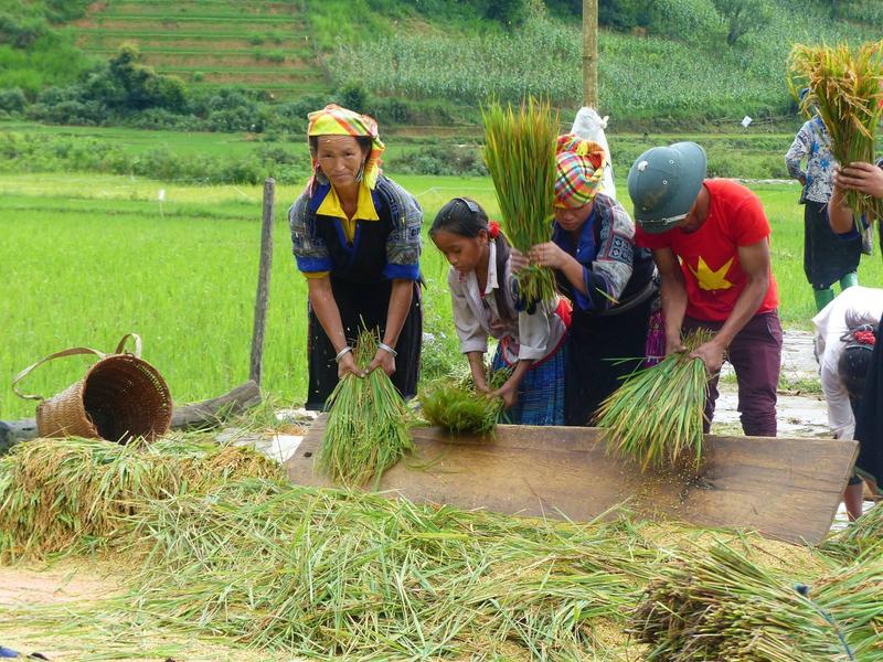 Group of locals harvesting the fields in Mu Cang Chai