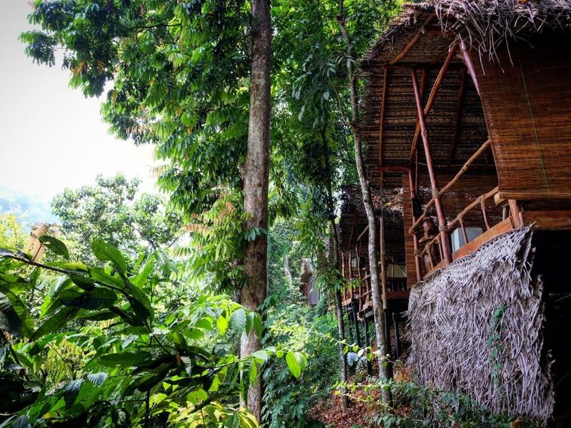 Cabins in the jungle at Borderlands Camp