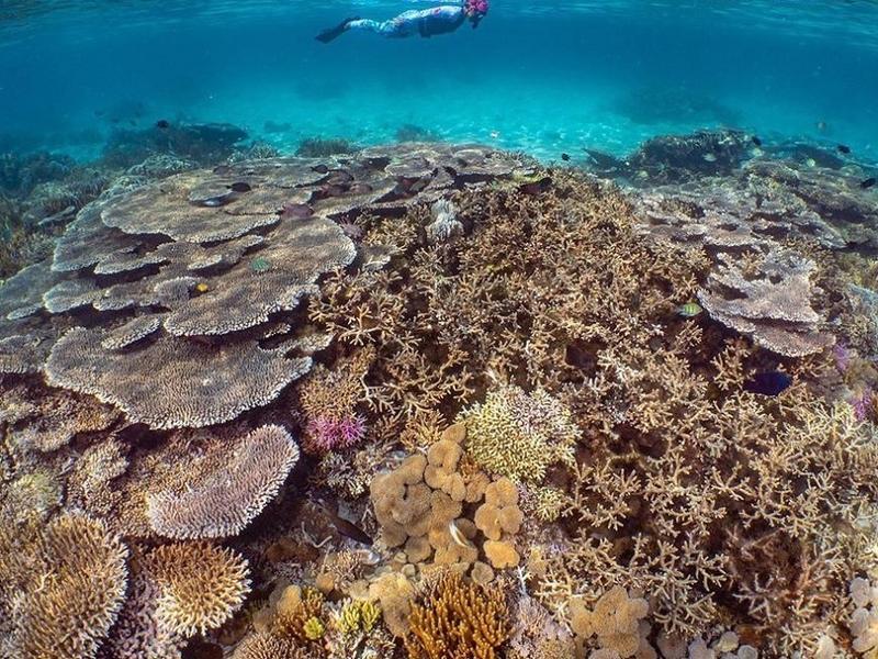 Diver and coral at Komodo Resort