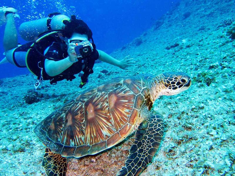 Woman diving with turtle